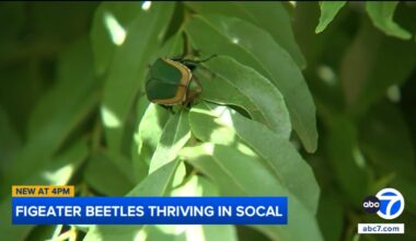 Figeater beetles thriving in Southern California this summer
