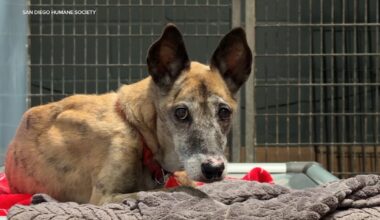 California animal welfare advocates push for statewide regulations following horrific incidents