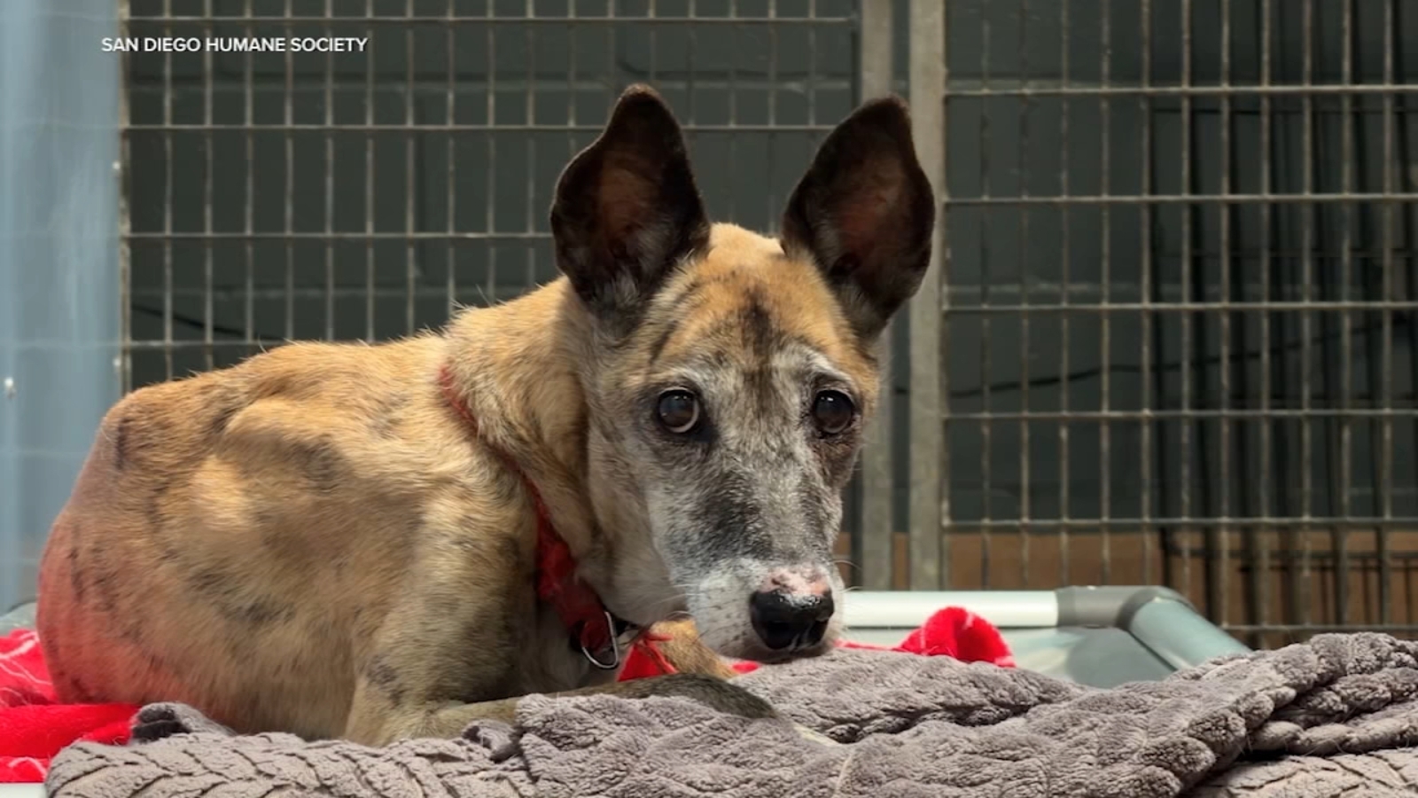 California animal welfare advocates push for statewide regulations following horrific incidents