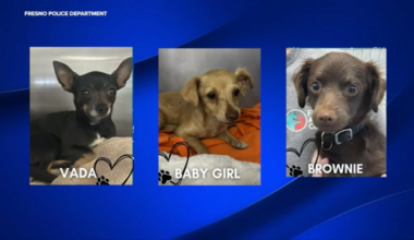 2 arrested after Fresno police rescue dogs that tested positive for multiple drugs