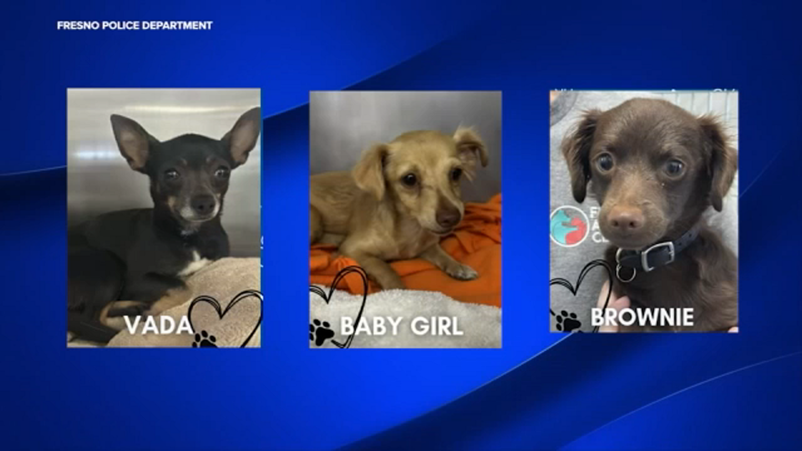 2 arrested after Fresno police rescue dogs that tested positive for multiple drugs