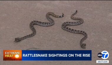 Rattlesnakes are showing up in surprising places across Southern California. What's behind the trend?