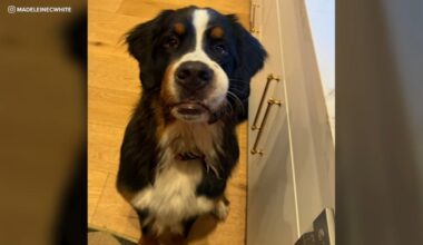 Studio City couple accuses trainer of negligence after death of their 2-year-old Bernese Mountain dog Dunkin