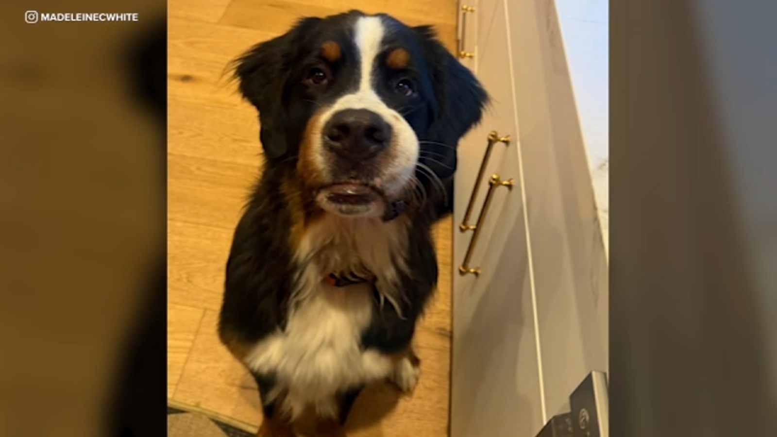Studio City couple accuses trainer of negligence after death of their 2-year-old Bernese Mountain dog Dunkin