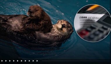 Newsom signs bill to restore California sea otter fund
