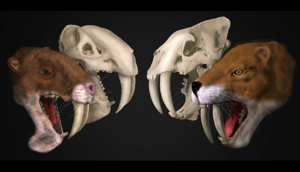 life-like heads of two extinct sabertooths next to their skulls