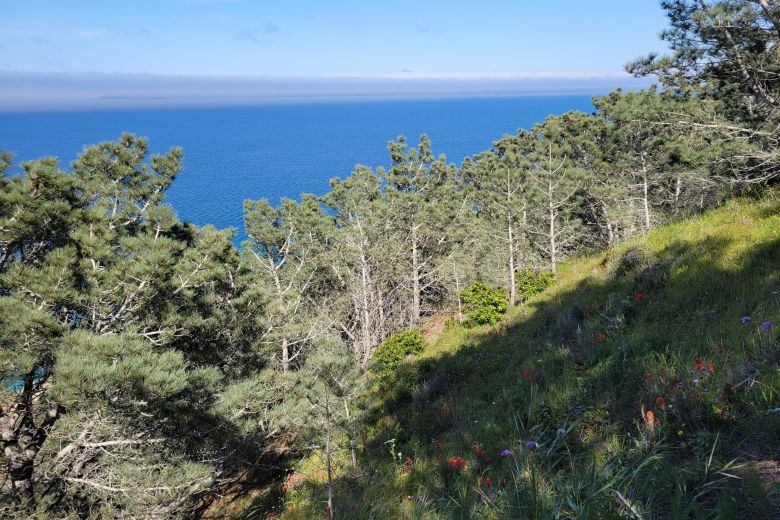 The Santa Rosa Island Torrey pine grove before the fire.