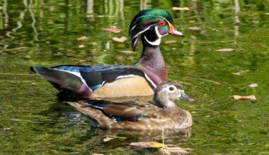 Two wood ducks on water