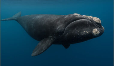 The critically endangered North Atlantic right whale. Credit: Save LBI (generated with AI tools)