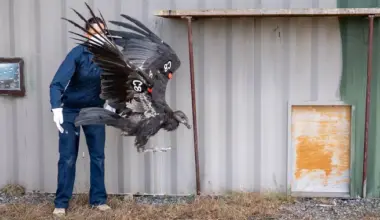 Three Condors Take First Free Flights from the Northern California Condor Restoration Program | Lost Coast Outpost