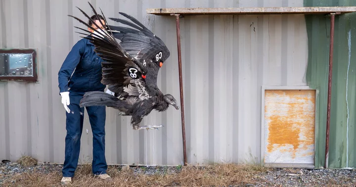 Three Condors Take First Free Flights from the Northern California Condor Restoration Program | Lost Coast Outpost