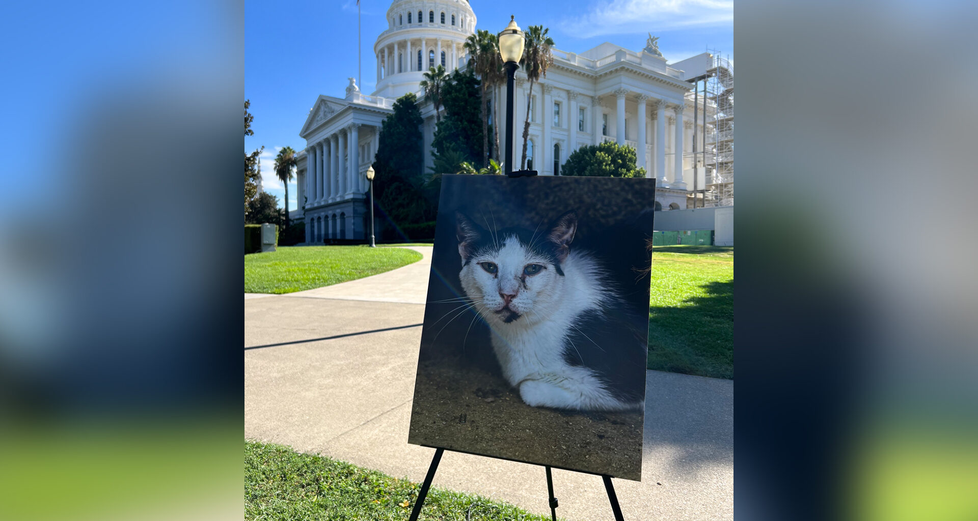 Advocates Divided on How to Fix California’s Strained Animal Rescue System