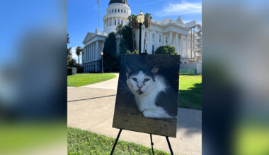 Advocates Divided on How to Fix California’s Strained Animal Rescue System