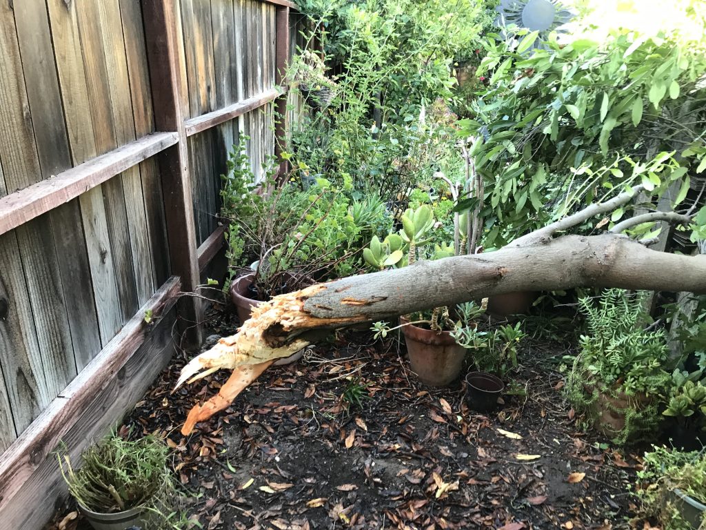 Remains of a Carolina Laurel tree f