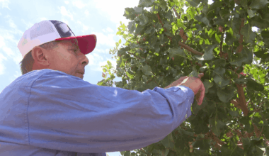 "You can have the pollen from the male trees not be viable or not be viable for a very long period of time. And then separately, you have the female parts of the, and then separately, you have the female trees that are receptive to the pollen and they were under a lot of stress and really withered away under the extreme heat that we had," said Matoian. (FOX26 photojournalist John Dwelle)