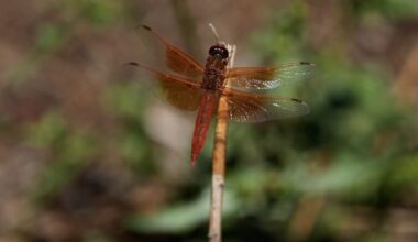 Unusual dragonfly swarms sweep across California after warm spring rains :: WRAL.com