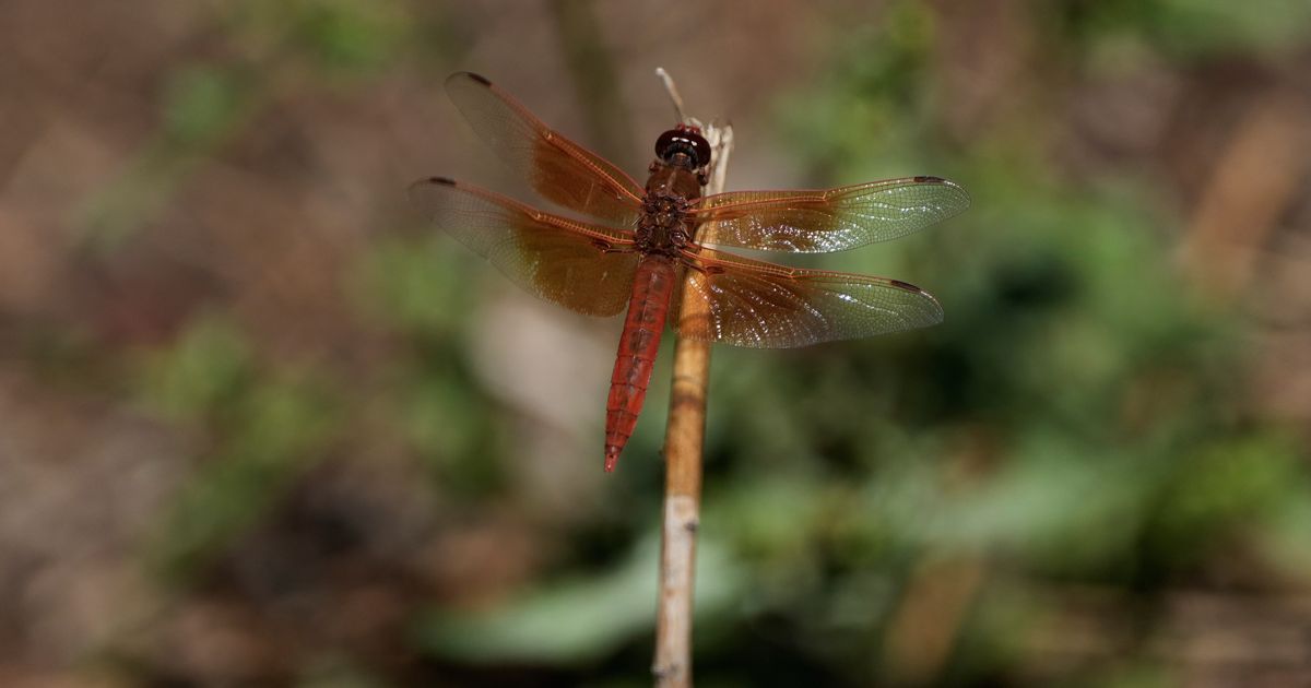 Unusual dragonfly swarms sweep across California after warm spring rains :: WRAL.com