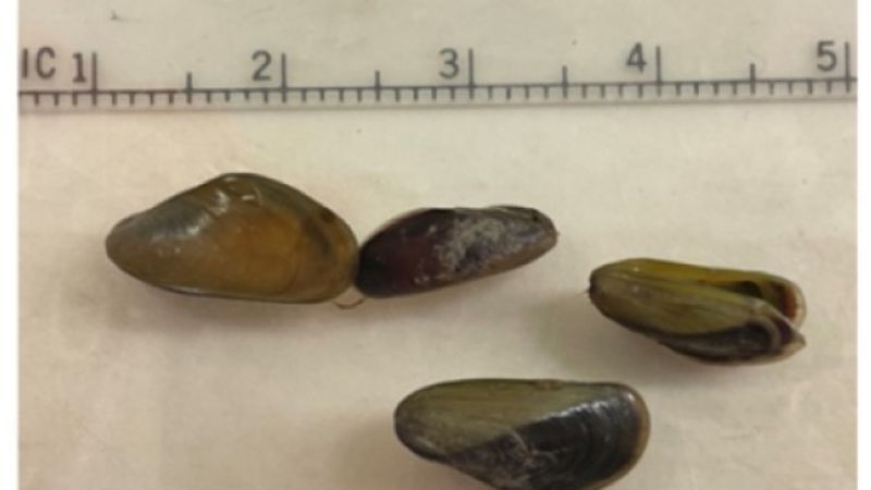 {p} Kern County groups host forum on growing threat of invasive golden mussels (CA Dept. of Water Resources){/p}