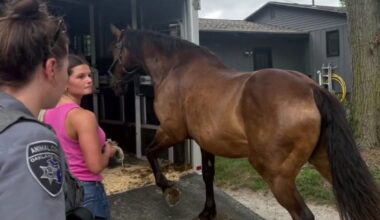 Milford horse farm owner fights seizure of 37 horses by Oakland County Animal Control