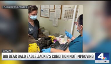 Bald eagle Jackie’s condition ‘unstable’ and ‘extremely serious’ – NBC Los Angeles