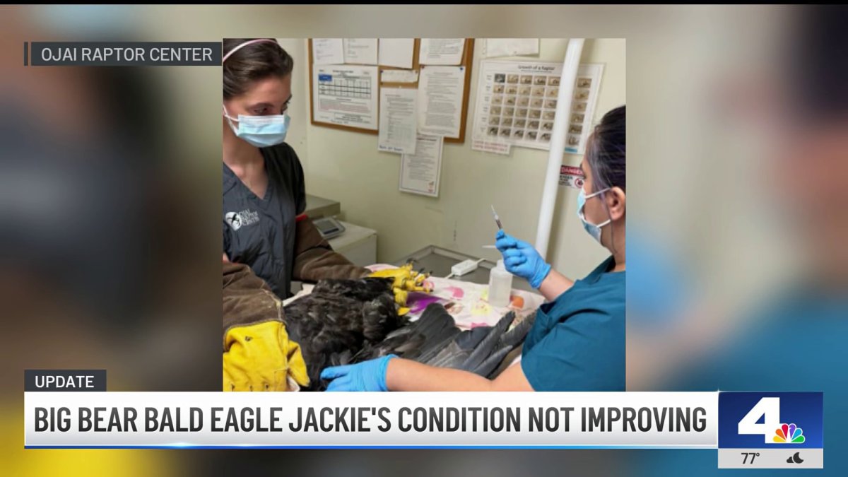 Bald eagle Jackie’s condition ‘unstable’ and ‘extremely serious’ – NBC Los Angeles