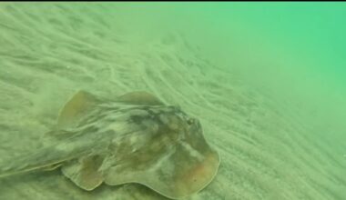 Stingray lashings up in San Diego, across SoCal as marine heat wave draws more to shore – NBC 7 San Diego