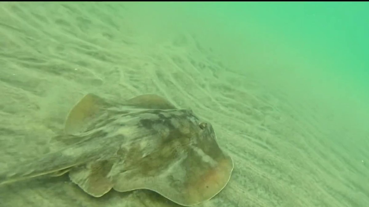 Stingray lashings up in San Diego, across SoCal as marine heat wave draws more to shore – NBC 7 San Diego