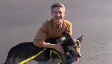 San Jose mayor adopts German shepherd for a day – NBC Bay Area