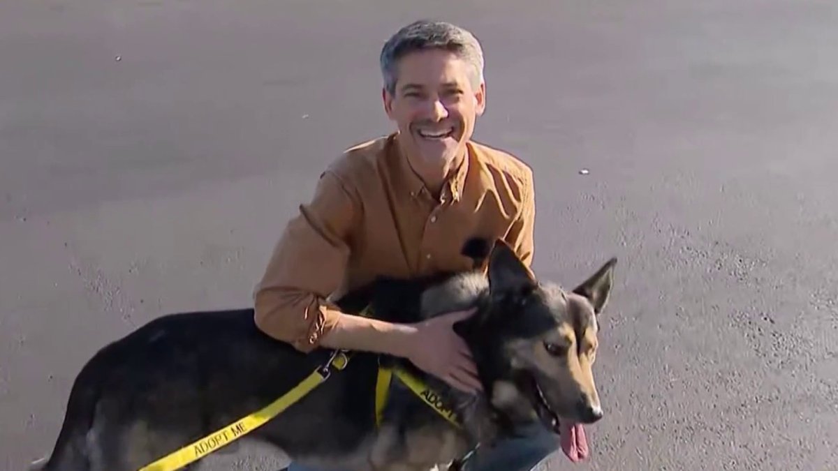 San Jose mayor adopts German shepherd for a day – NBC Bay Area