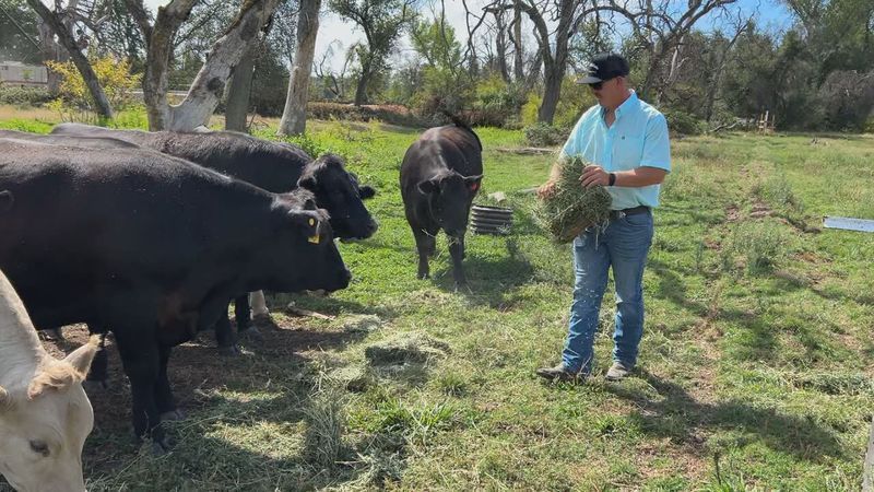 Kyle Hill feeds the cows. Aug. 21, 2026. (KRCR)