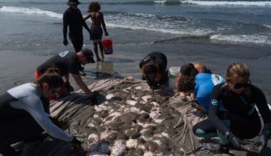 Stingray lashings up as marine heat wave off Southern California draws more to shore :: WRAL.com