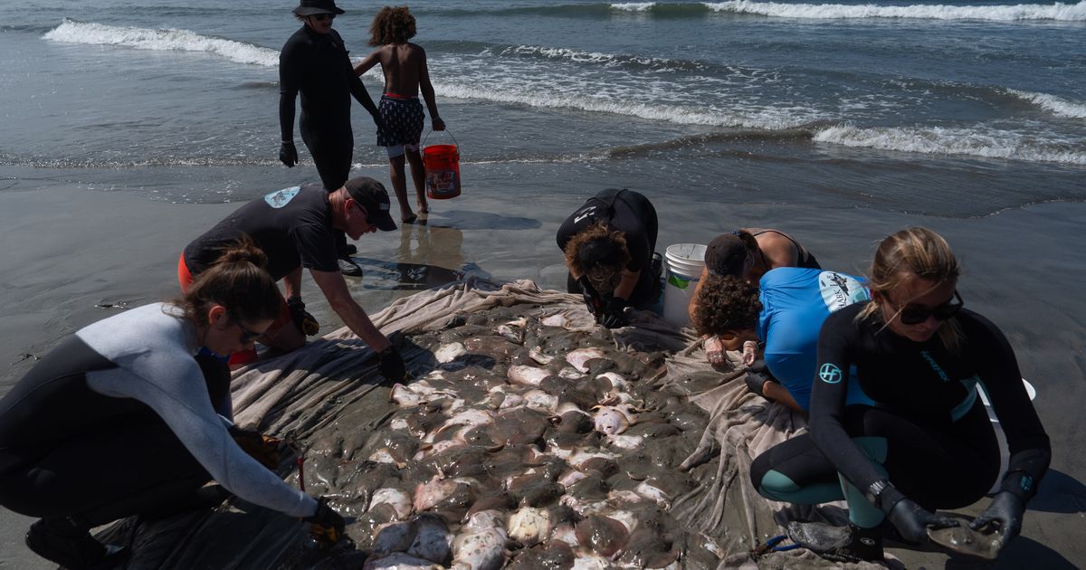Stingray lashings up as marine heat wave off Southern California draws more to shore :: WRAL.com
