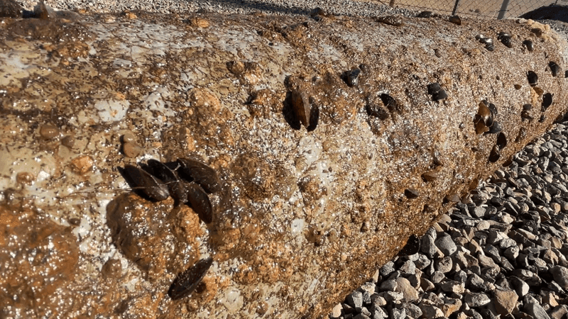 Kern County groups host forum on growing threat of invasive golden mussels (Photo: FOX26 Photojournalist Bert Montelongo)