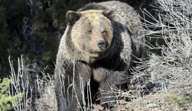 A grizzly bear walked through Yellowstone National Park near Mammoth, Wyo., in 2009.