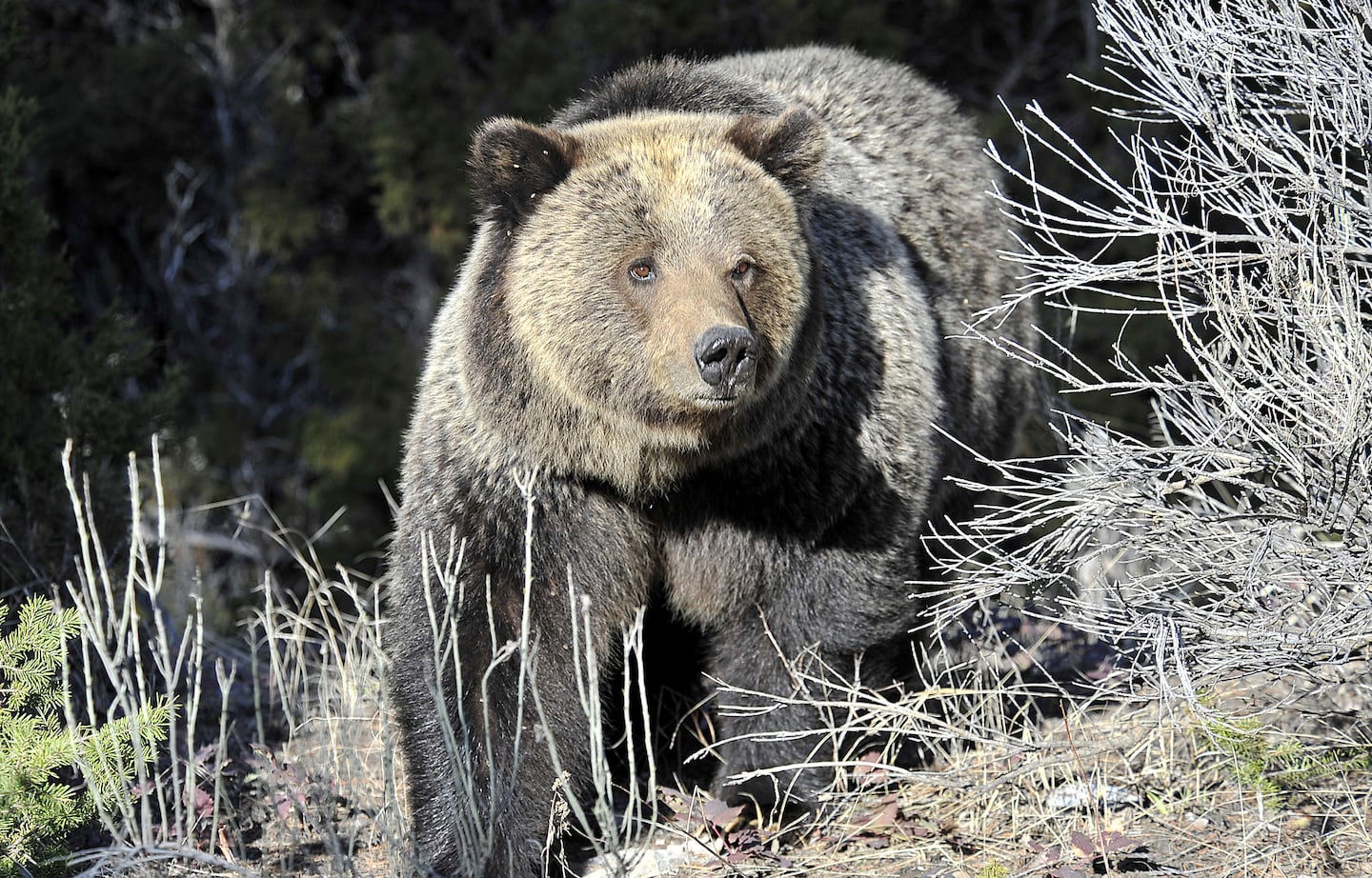 A grizzly bear walked through Yellowstone National Park near Mammoth, Wyo., in 2009.