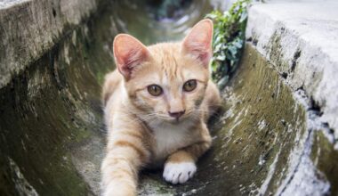 Stranded Kitten "Stormy" Gets Adopted