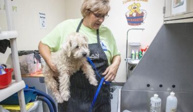 For two decades, volunteer dog groomer Joan Payton has made shelter pets more adoptable | News