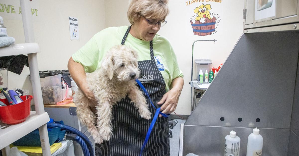 For two decades, volunteer dog groomer Joan Payton has made shelter pets more adoptable | News