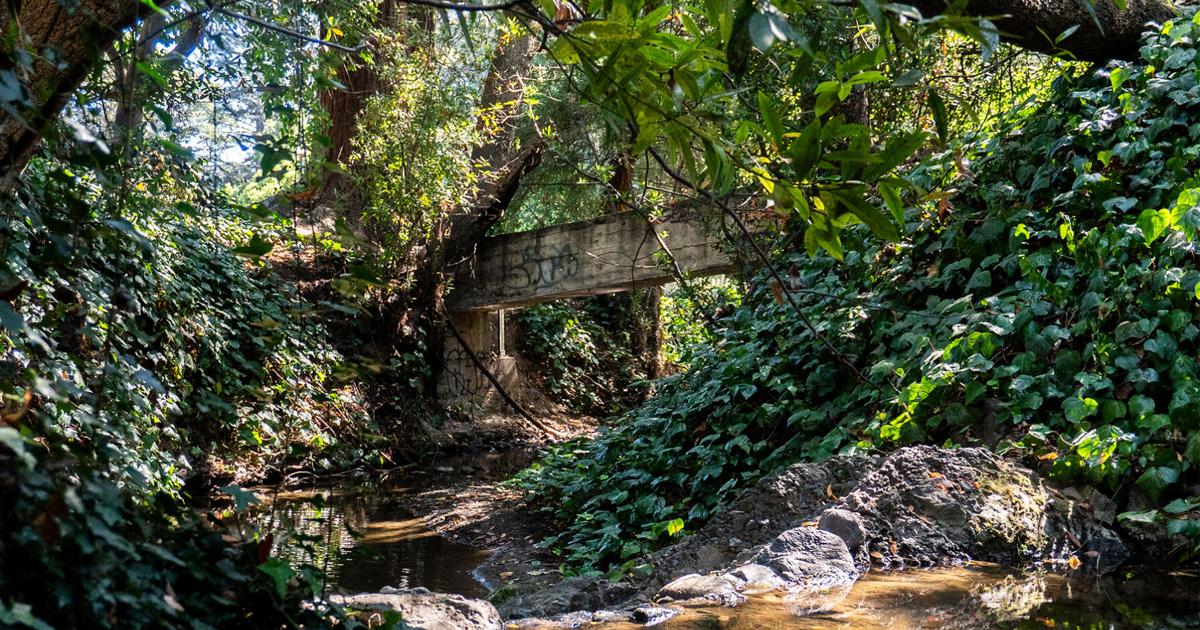 UC Berkeley released a plan to protect California butterflies. Activists say it may not be enough | Environment