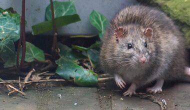UC Berkeley research models CRISPR approach to remove invasive island rodents | Research And Ideas