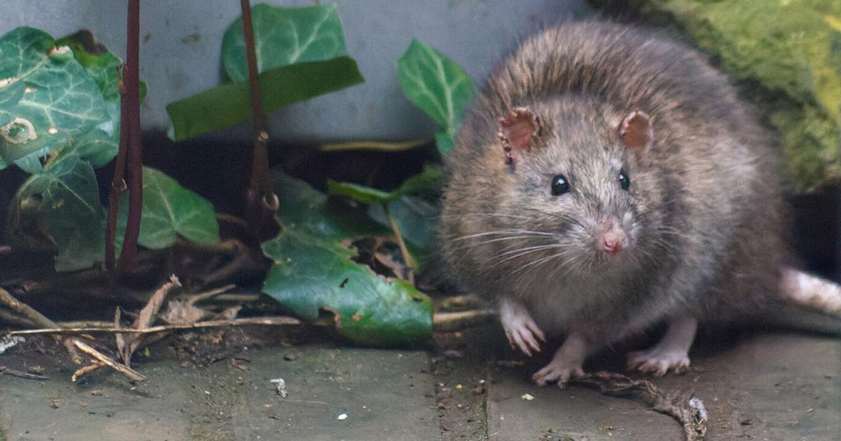 UC Berkeley research models CRISPR approach to remove invasive island rodents | Research And Ideas
