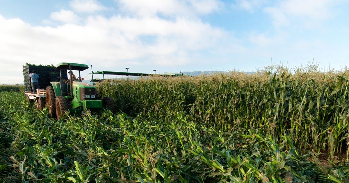 Taylor Farms sues UC Berkeley alumnus over embezzlement, including $1M to Cal football | Law and Justice