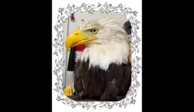Jackie The Bald Eagle, Cause Of Death Revealed | Newsradio 600 KOGO
