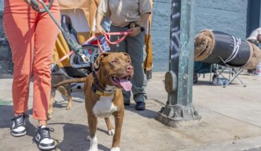Protecting Skid Row Animals: City makes animal cruelty pilot program permanent | News