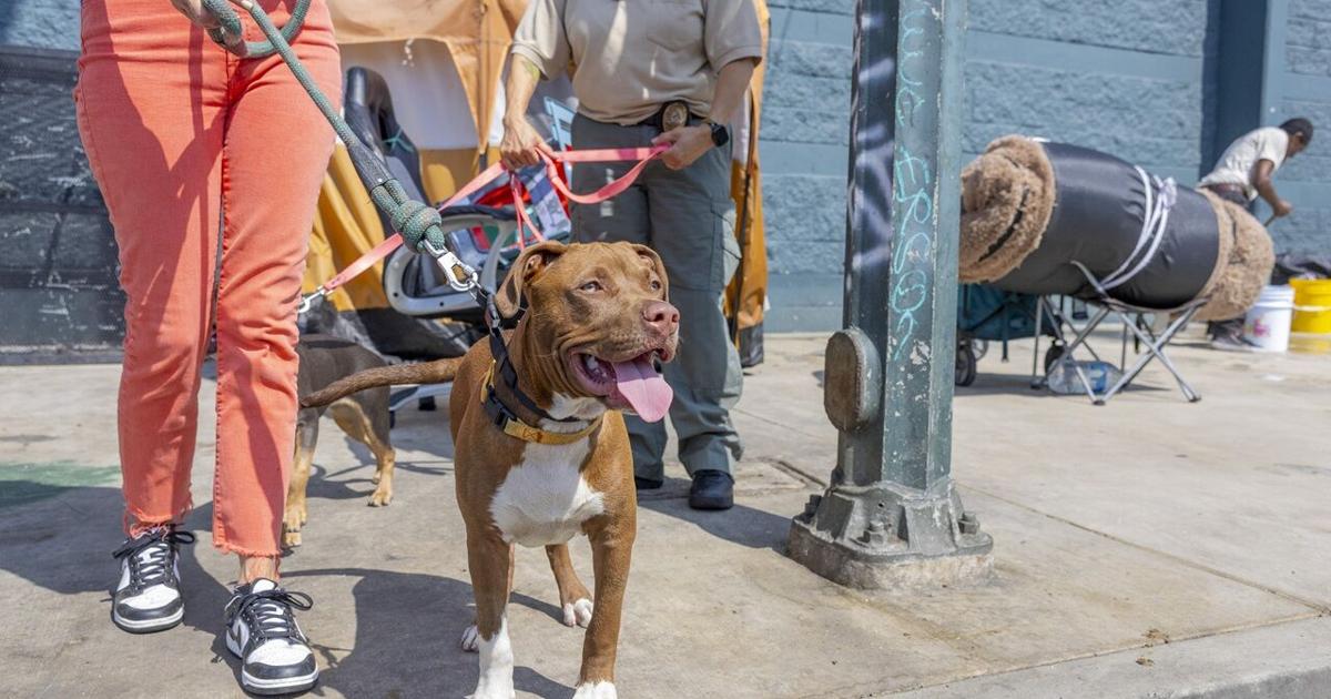 Protecting Skid Row Animals: City makes animal cruelty pilot program permanent | News