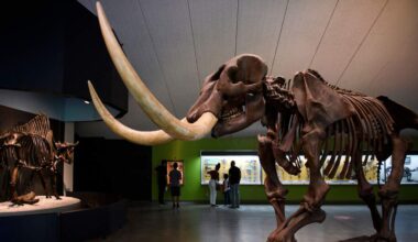 State Bond Proceeds to Finance Museum Improvements at La Brea Tar Pits