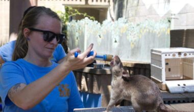 The Sacramento Zoo Welcomes HeroRATS Opening August 20.