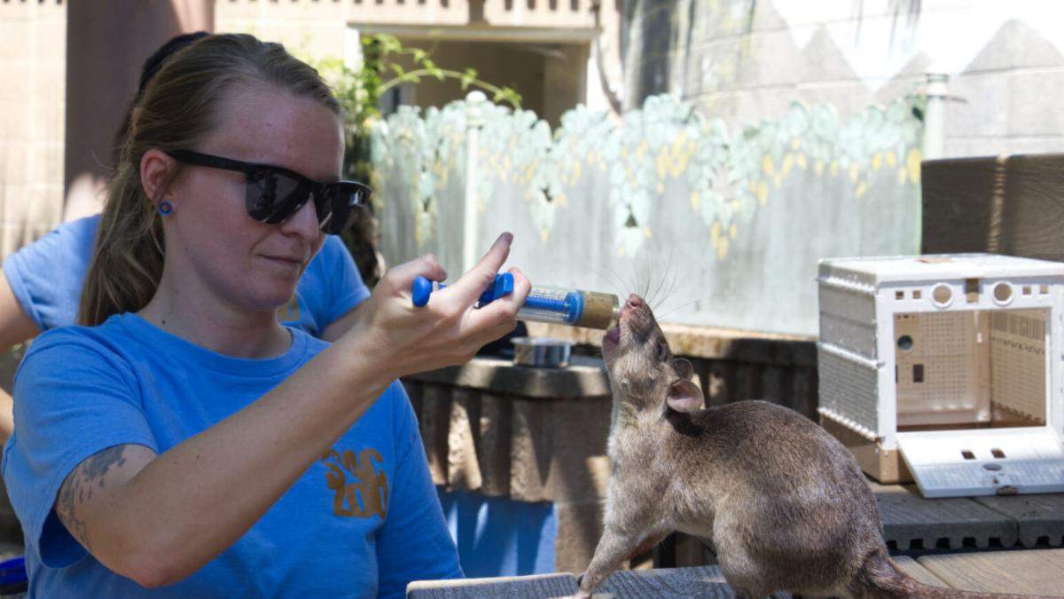 The Sacramento Zoo Welcomes HeroRATS Opening August 20.