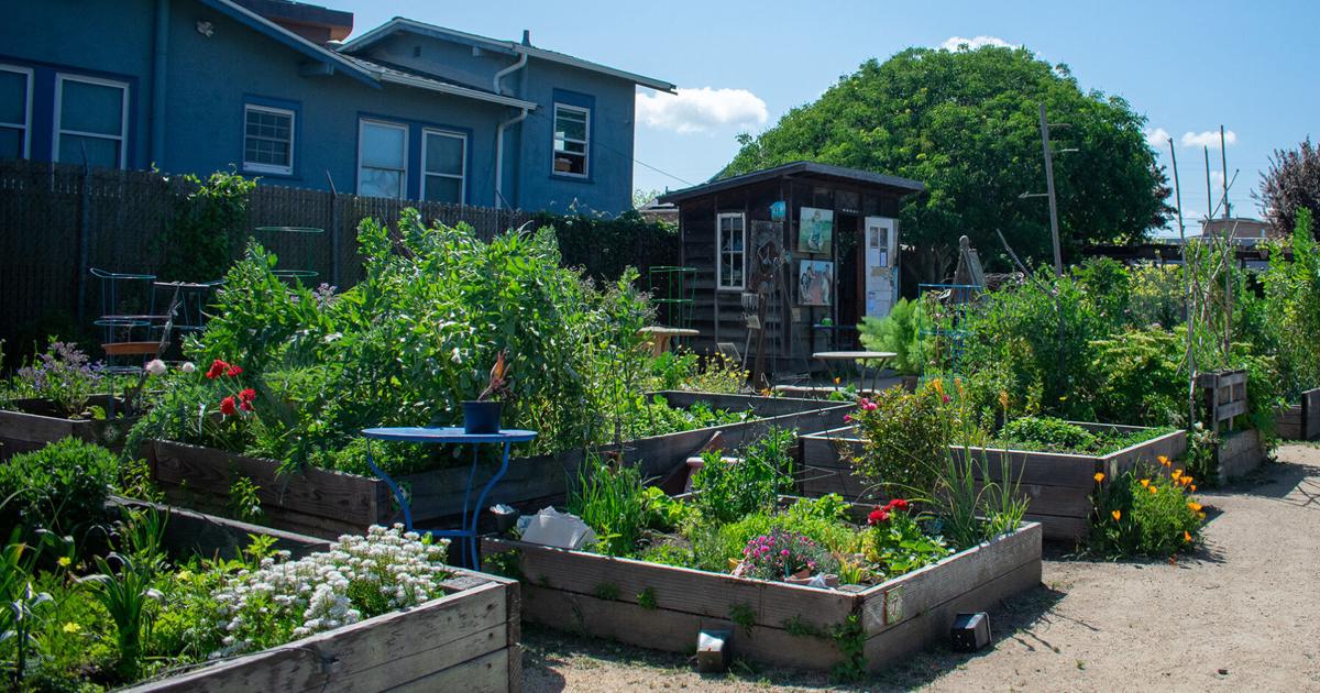 2 UC Berkeley students create landscaping business within Berkeley tech bubble | Student Life
