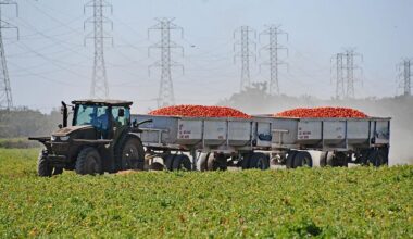 Processed tomato growers hope for market recovery | Patterson Irrigator — Columns